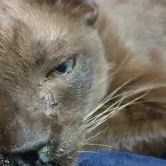 Primer plano de un gato marrón con un ojo lloroso y secreción nasal.