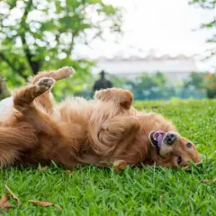 Golden retriever rolls on grass, tongue out. Perhaps it's trying to mask its scent, a reason why do dogs roll in poop.