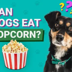 Czy pies może jeść popcorn? Pytanie zadaje ciekawski piesek obok miski popcornu.