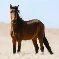 Brązowy koń arabski na piaszczystym pustkowiu. Te piękne zwierzęta, znane z długowieczności, żyją nawet 30 lat.