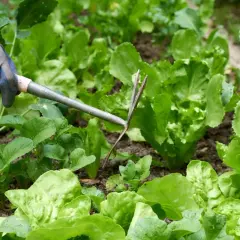 Gärtner mit Handschuh jätet Unkraut zwischen frisch gepflanztem Salat.