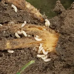 Larwy śmietki kapuścianej żerujące na korzeniu. Białe, robakowate larwy w ziemi.