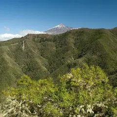 Un exuberante monte del agua se extiende hasta un volcán nevado bajo un cielo azul.