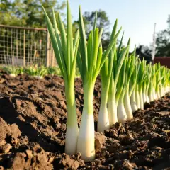 Des jeunes poireaux prêts à repiquer, alignés dans la terre fraîche d'un potager. Le soleil éclaire leurs tiges vertes et blanches.