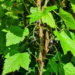 Gros plan sur une branche de plante cassis, avec des feuilles vertes vives et des grappes de baies noires mûres.