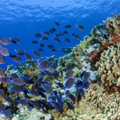 Una gran bandada de peces de arrecife azules y grises nada cerca de un vibrante arrecife de coral bajo el agua.