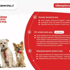 Ile kosztuje głupi jaś dla psa? Ceny, bezpieczeństwo, alternatywy