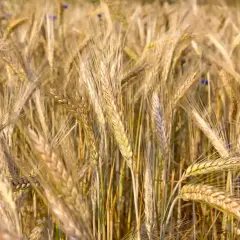 Champ de blé mûr, les épis dorés se balancent. La densité de semis de triticale kg/ha est optimisée pour une récolte abondante.