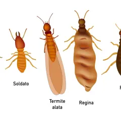 Le diverse caste di termiti: operaia, soldato, termite alata, regina e re. Essenziali per la disinfestazione termiti.