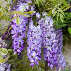 Piękne, fioletowe kwiaty glicynii zwisają kaskadami. Warto wiedzieć, czy wisteria jest trująca, zanim pozwoli się jej rozrosnąć w pobliżu dzieci.