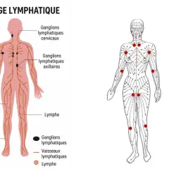 Schéma du drainage lymphatique : points stratégiques, ganglions et vaisseaux. Avis médecin sur cette technique.