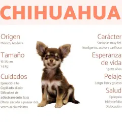Un adorable chihuahua, con orejas grandes y pelaje marrón, parece un pequeño venado. La imagen detalla su origen, tamaño, cuidados, carácter, esperanza de vida, pelaje y salud.