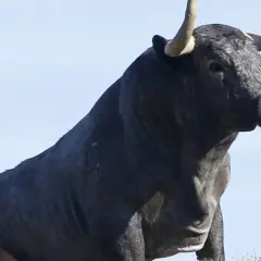 Toro bravo de la ganadería El Torreón, con imponentes cuernos y mirada desafiante, bajo un cielo azul.
