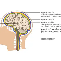 Schemat przekroju głowy ukazujący mózg i jego opony: twardą, pajęczą i miękką, otoczone czaszką. Płyn mózgowo-rdzeniowy wypełnia przestrzeń między oponami.