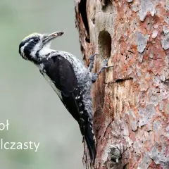 Dzięcioł trójpalczasty, z charakterystycznym żółtym czubkiem, chwyta owada w dziupli starego drzewa.
