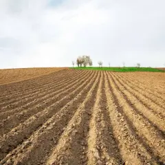 Orka na ugorze, przygotowanie pola pod nowe zasiewy. W oddali kwitnące drzewo i zielony pas trawy.