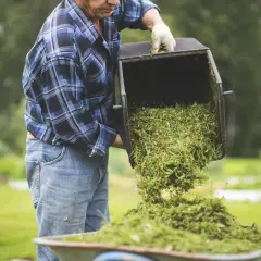 Uomo con camicia a quadri scarica erba tagliata da un cesto, per pacciamatura con erba tagliata.