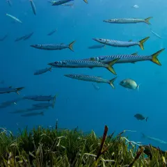 Bancos de barracudas y otros peces nadan en aguas azules, un espectáculo de la fauna del Cabo de Gata.