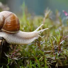 Un escargot avance sur un tronc d'arbre, peut-être à la recherche d'un remède de grand-mère contre les escargots.