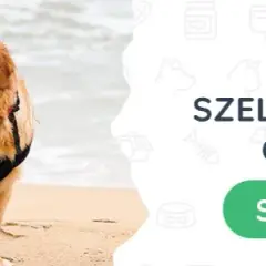 Golden Retriever: Jaka obroża ochroni jego sierść i szyję?