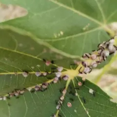 Formiche che si nutrono della melata della cocciniglia del fico su una foglia verde.
