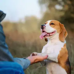 Jak wytresować beagle: skuteczne metody i najczęstsze błędy