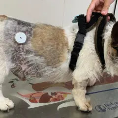 Perro con parche en el lomo para monitorear la diabetes. Tiene un arnés y su pelaje muestra zonas de pérdida y cambios de color.