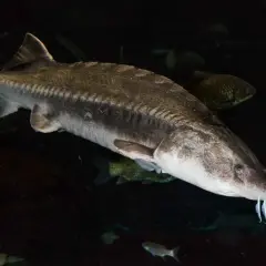 Un esturgeon, le poisson qui donne le précieux caviar, nage dans les profondeurs sombres.
