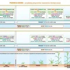Programy nawożenia i biostymulacji pszenicy ozimej: przykłady, dawki i fazy rozwoju roślin. Kluczowe dla pszenica bilans.