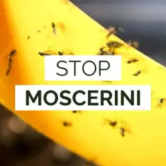 Nastro giallo cattura moscerini fastidiosi. Il bicarbonato può essere un rimedio naturale per le tue piante.