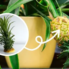 Ananas w doniczce, żółkną liście. Mała sadzonka obok pokazuje, jak roślina rośnie.