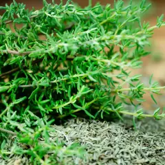Frischer und getrockneter Thymian auf Holz. Vorsicht: Thymian giftig in großen Mengen.