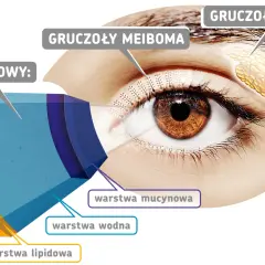 Schemat filmu łzowego oka, pokazujący warstwy: lipidową, wodną i mucynową. Wskazuje na gruczoły łzowe i gruczoły Meiboma.