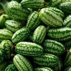 Ein Haufen mexikanischer Minigurken, klein und oval mit grünen und weißen Streifen, bereit für einen erfrischenden Salat.