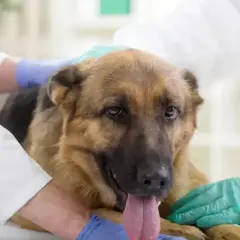 Weterynarz bada owczarka niemieckiego, który może potrzebować paracetamolu dla psa.