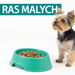Mały piesek Yorkshire Terrier czeka na swoją porcję karmy. Zastanawiasz się, jaka karma dla szczeniaka będzie najlepsza?