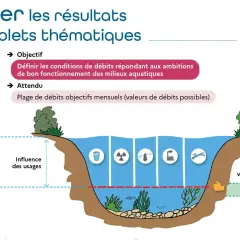 Schéma illustrant les débits d'une rivière, avec une loche poisson nageant près du fond.