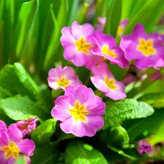 Fleurs de primevère roses et jaunes éclosent au soleil, annonçant le printemps.