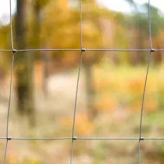 Siatka leśna tworzy tło dla jesiennego lasu.