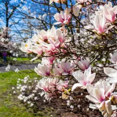 Delikatne, różowo-białe kwiaty magnolii w pełni rozkwitu. W tle widać park i spacerujących ludzi, co idealnie oddaje moment, kiedy kwitnie magnolia.