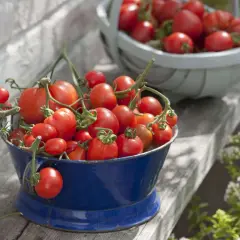 Frisch geerntete Tomaten in einem blauen Eimer. Ob die Tomate Obst oder Gemüse ist, bleibt eine Frage der Perspektive.