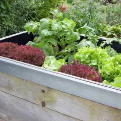 Ein hölzernes Hochbeet, gefüllt mit verschiedenen Salatsorten und Radieschen. Perfekt, um frisches Gemüse anzubauen.