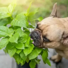 Buldog francuski próbuje zjeść zielone liście. Zastanawiasz się, jakie przyprawy dla psa są bezpieczne?