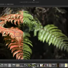 Darmowy program do obróbki zdjęć na Maca, Darktable, pozwala na edycję paproci, zmieniając jej kolory.
