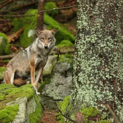Un lobo gris posa entre rocas cubiertas de musgo en un bosque.