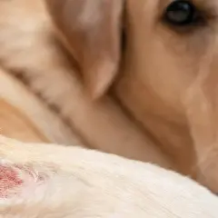 Primer plano de un perro con una zona irritada en la piel, posiblemente por ácaros en perros.