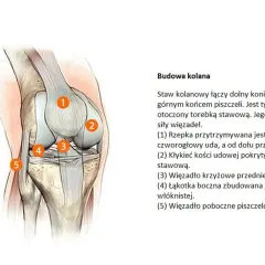 Anatomia stawu kolanowego: kość udowa, piszczel, rzepka i więzadła.