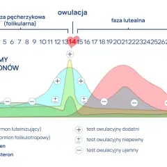 Wykres poziomu hormonów w cyklu menstruacyjnym. Pokazuje, jak estradiol i inne hormony zmieniają się w czasie, co jest kluczowe dla zrozumienia, estradiol co to za badanie.