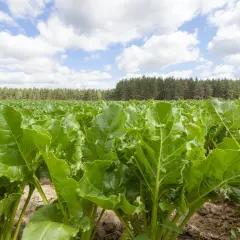 Pole buraków pastewnych pod błękitnym niebem z chmurami. Zdrowe, zielone liście rośliny tworzą gęsty dywan.