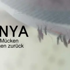 Mücken auf einem Moskitonetz in Kenia. Der Kampf gegen Malaria ist ein ständiger Wettlauf.